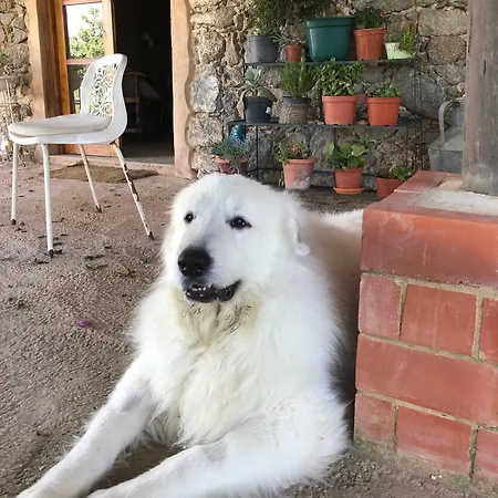 Kır Evi Wild Oasis - Algarve